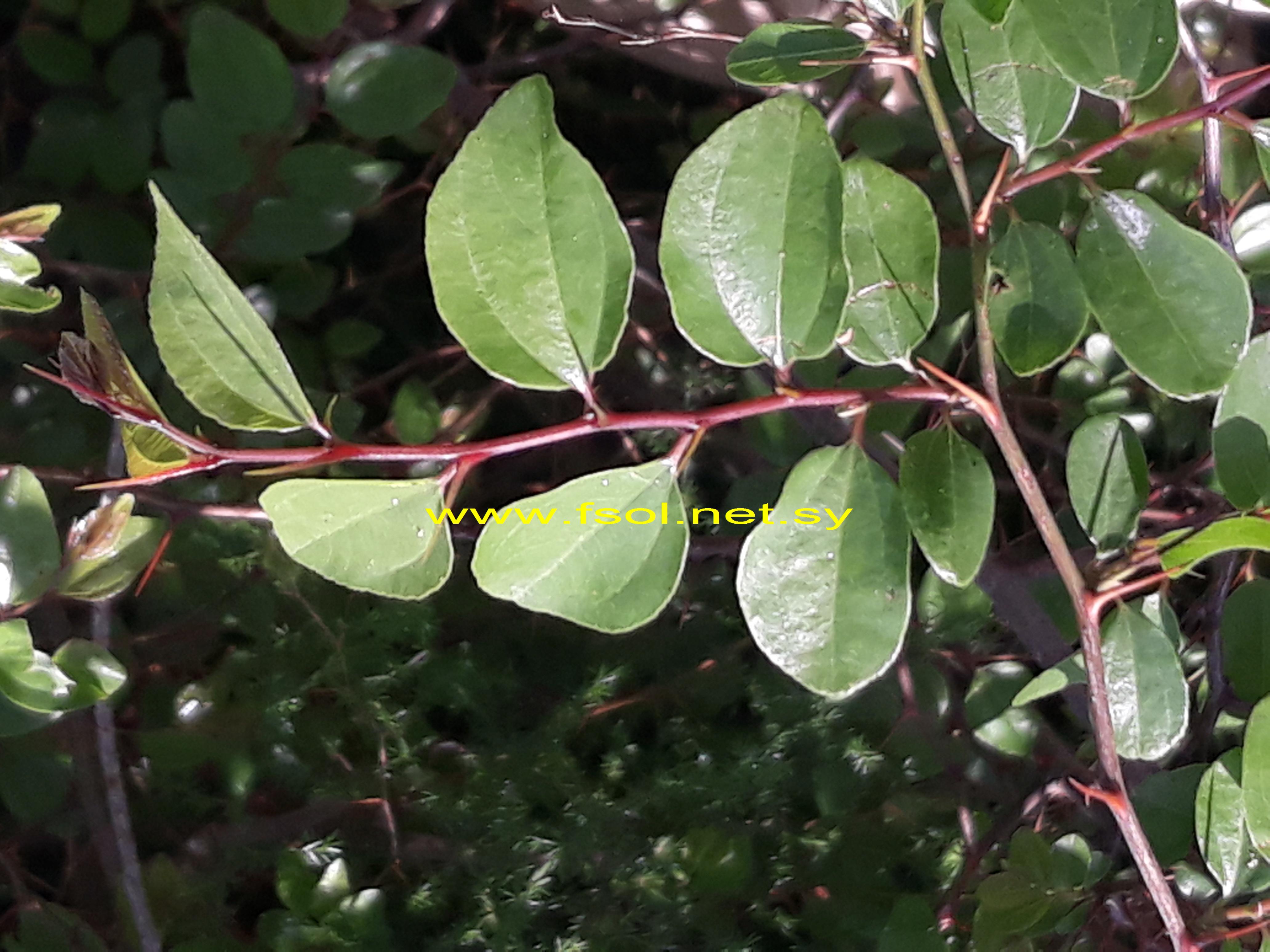 Ziziphus spina-christi (L.) Willd.