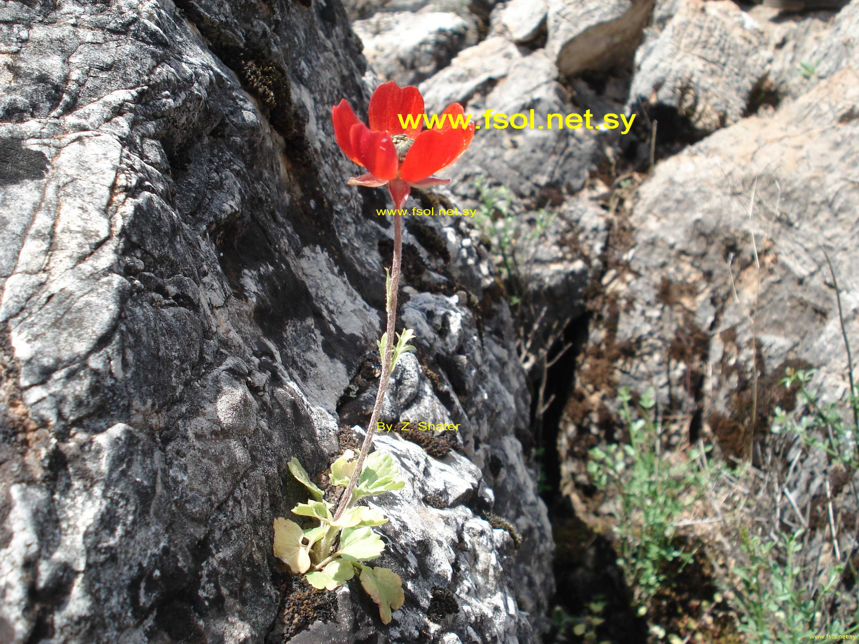 Ranunculus asiaticus L