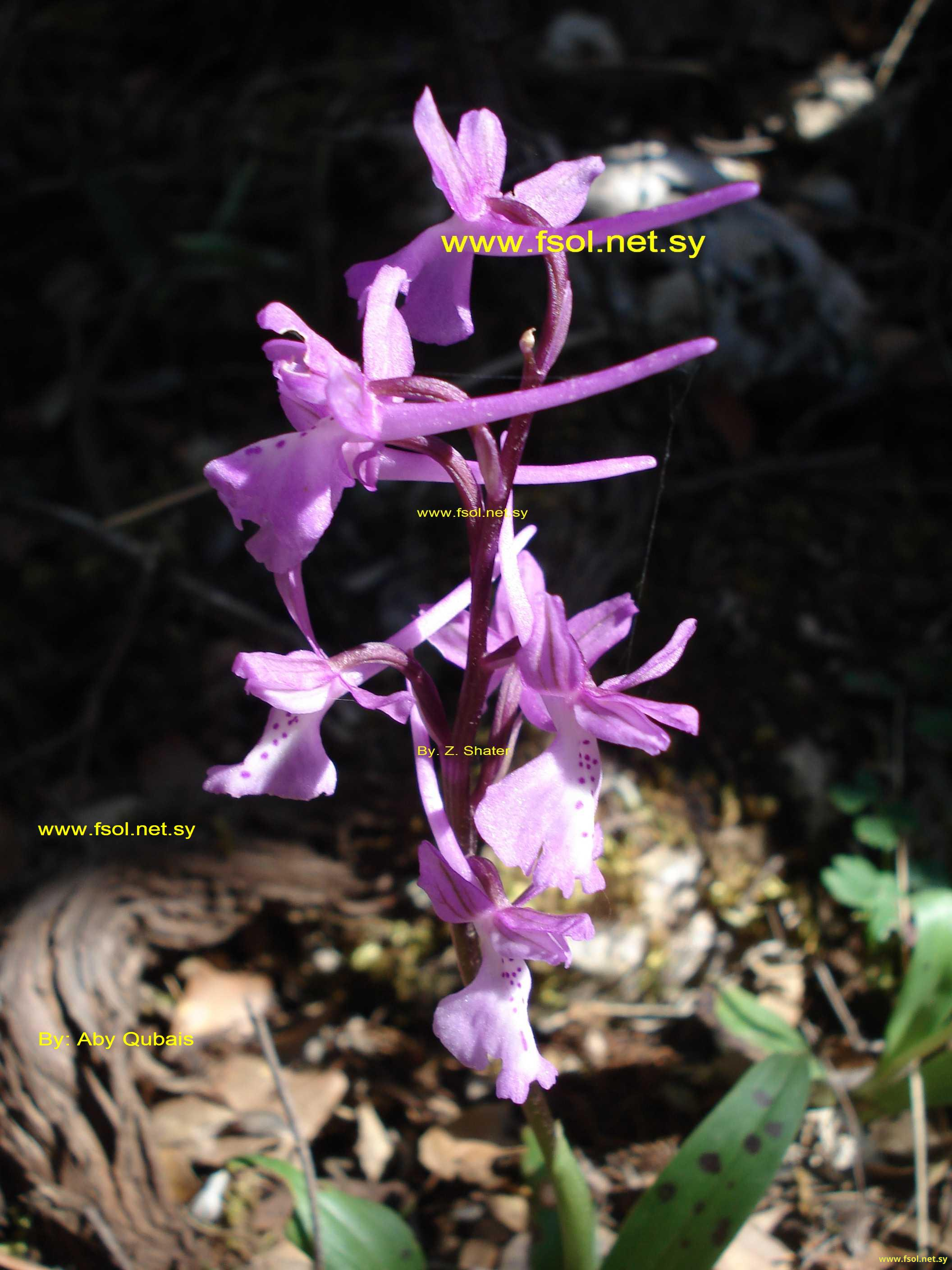 Orchis anatolica Boiss.