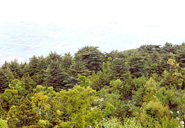 Flora Syria On Line