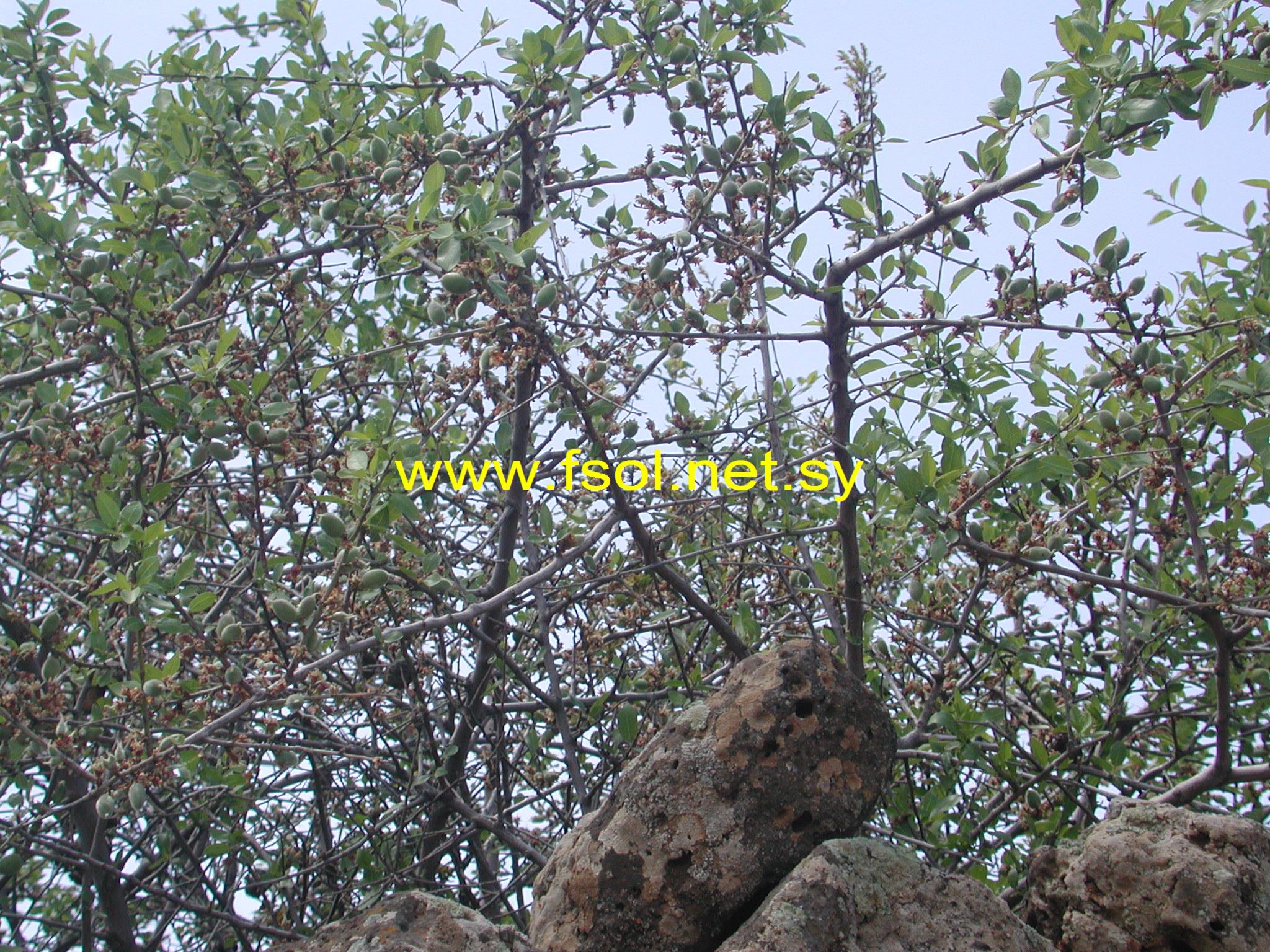 Prunus korshinskyi Hand.-Mazz.