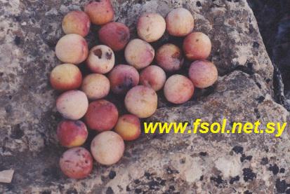 Prunus cocomilia Ten.