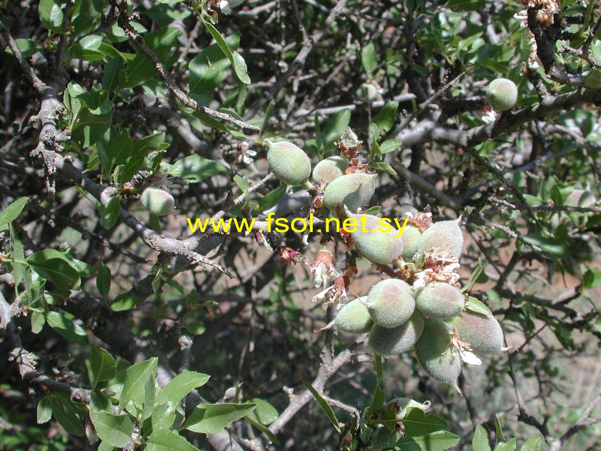 Prunus korshinskyi Hand.-Mazz.