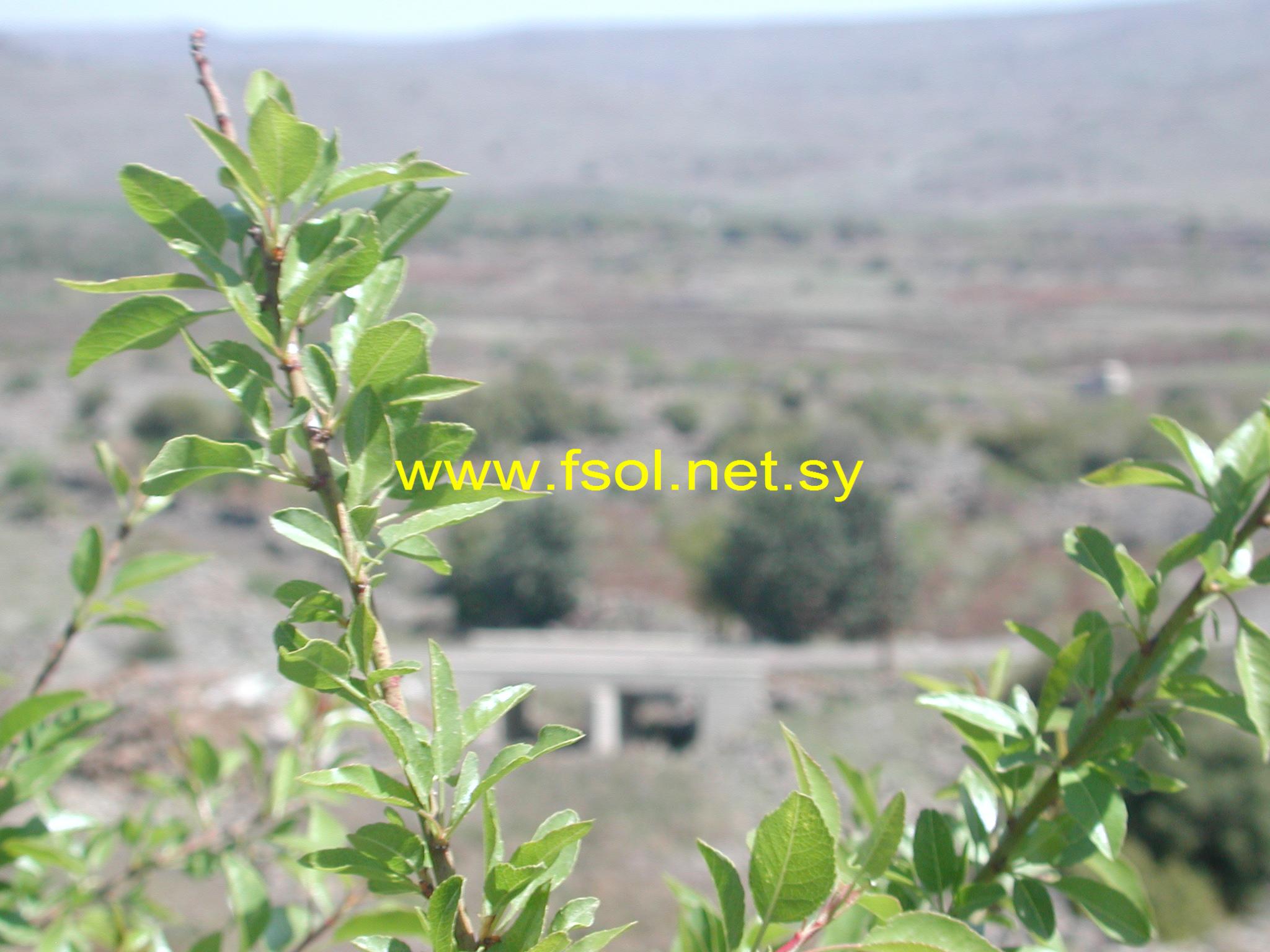 Prunus korshinskyi Hand.-Mazz.