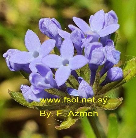 Asperula orientalis Boiss. et Hoh.