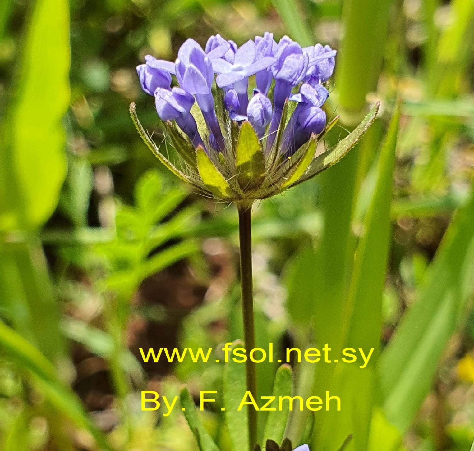 Asperula orientalis Boiss. et Hoh.