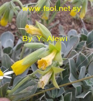 Onosma sericea Willd.