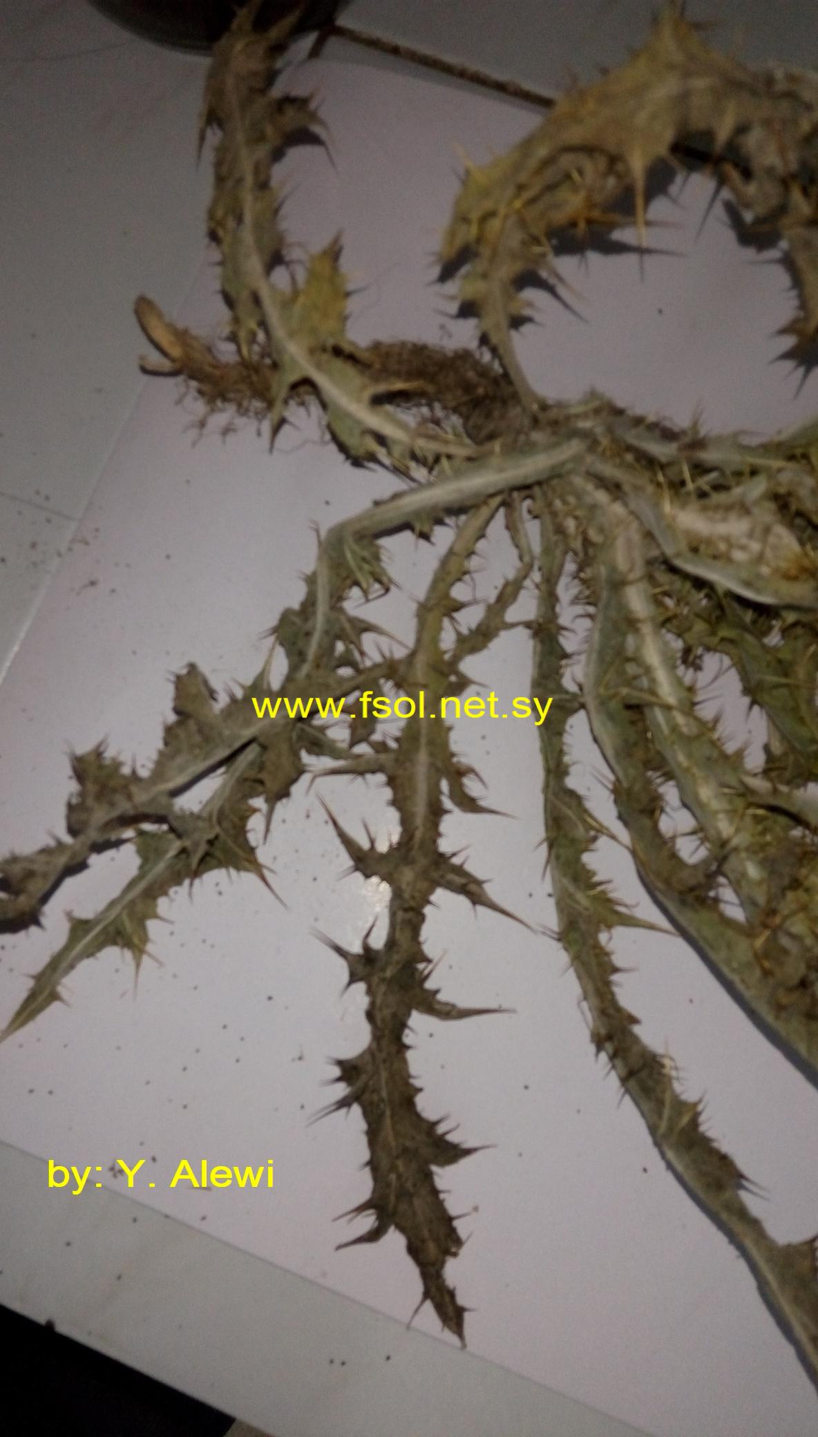 Onopordum anisacanthum Boiss.