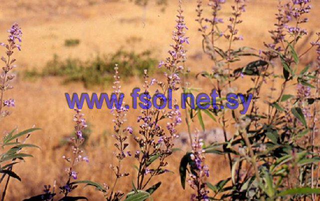 Vitex agnus-castus L.