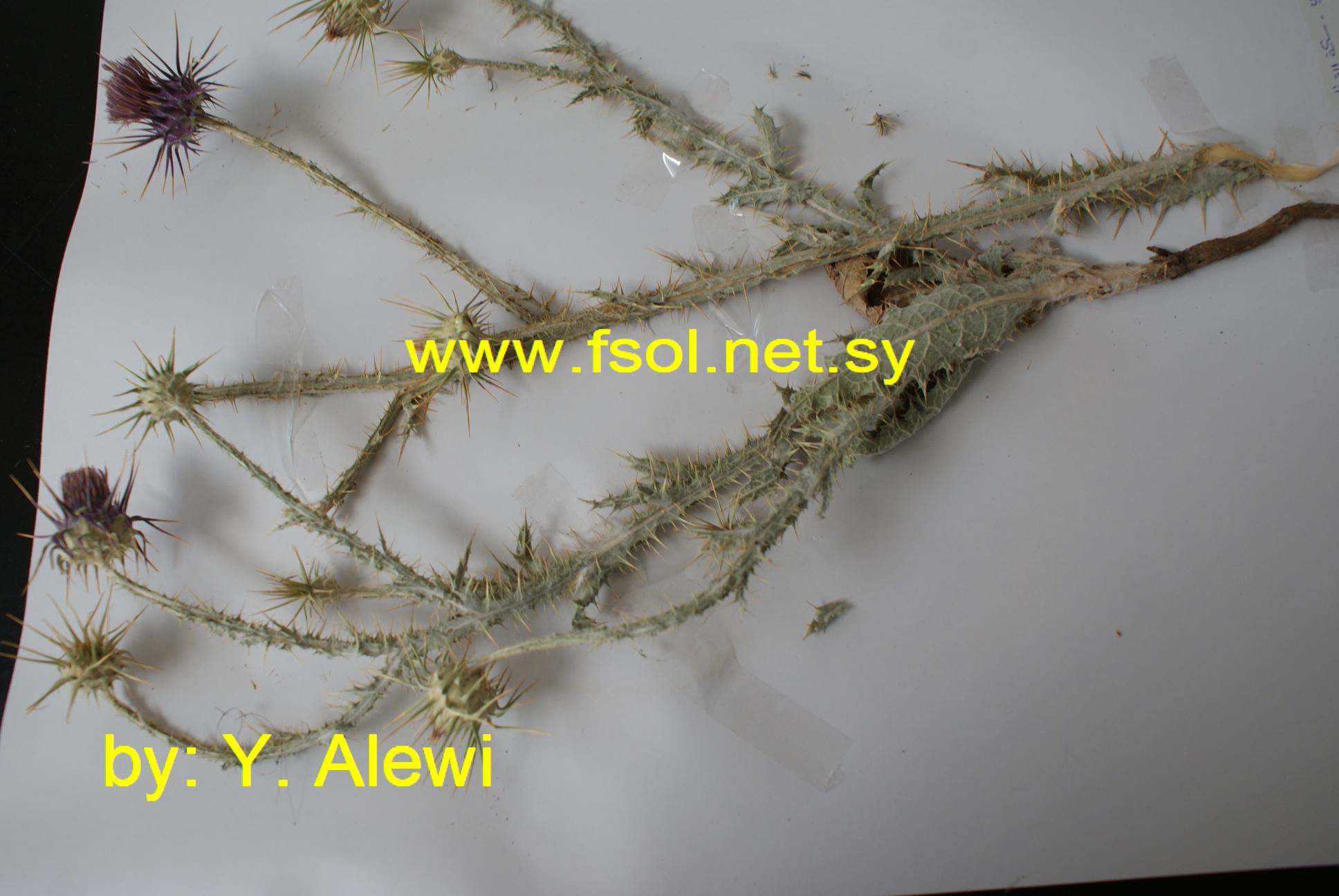 Onopordum heteracanthum C.A. May