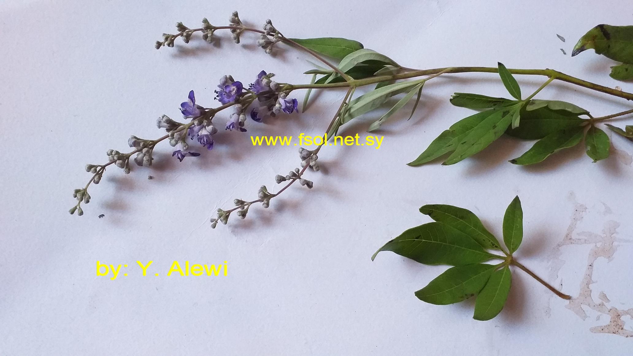 Vitex agnus-castus L.