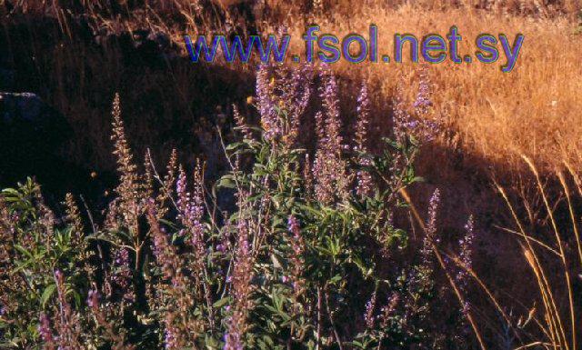 Vitex agnus-castus L.