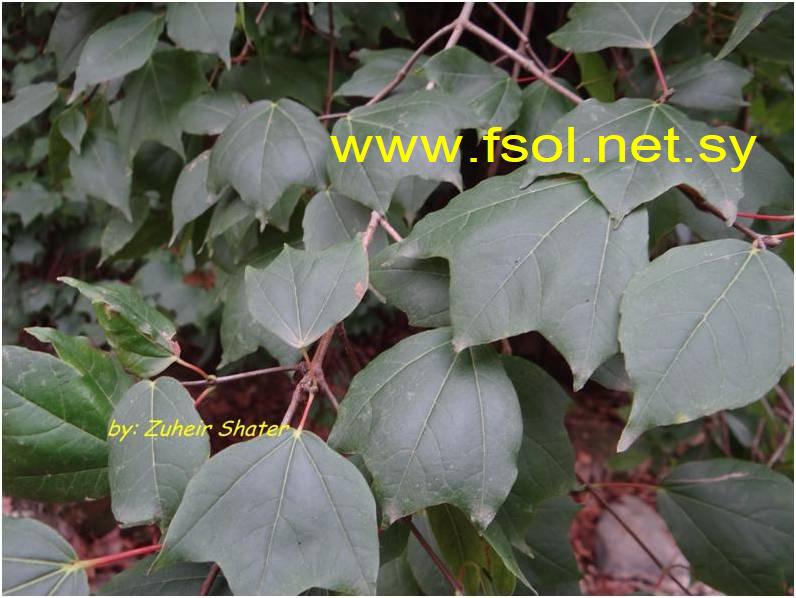 Acer obtusifolium Sm.