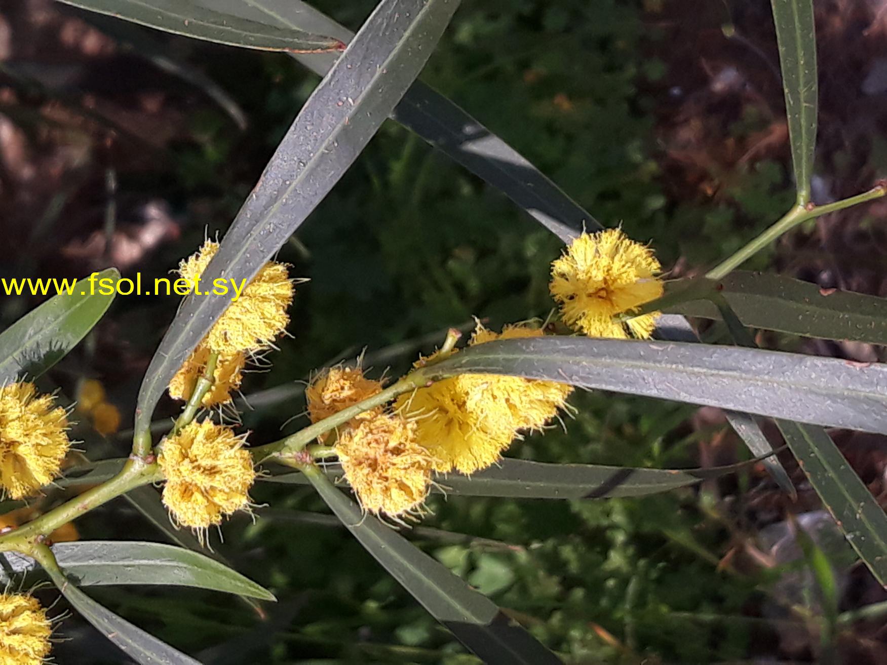 Acacia saligna (Labill.) H.L. wendl.