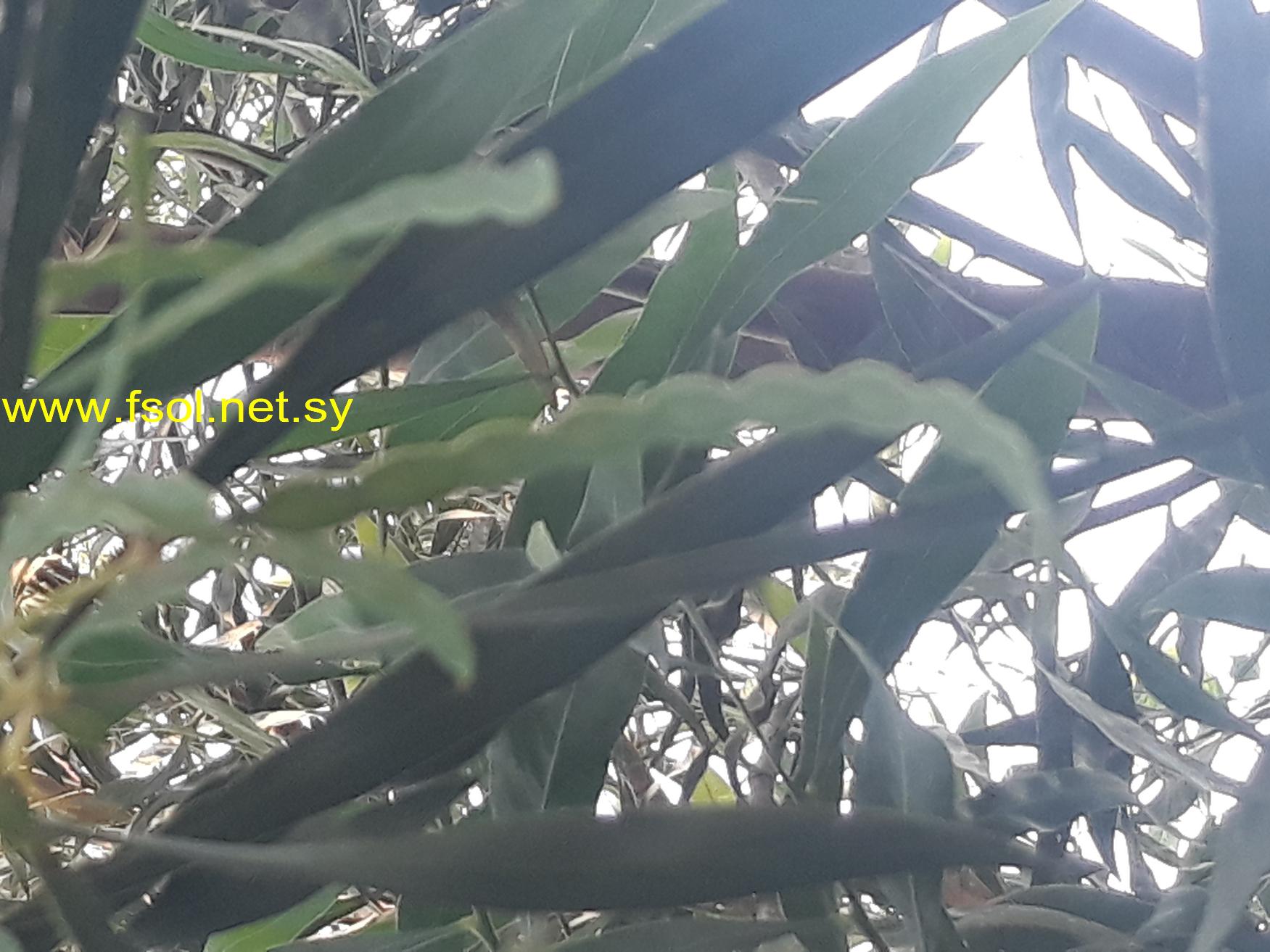 Acacia saligna (Labill.) H.L. wendl.