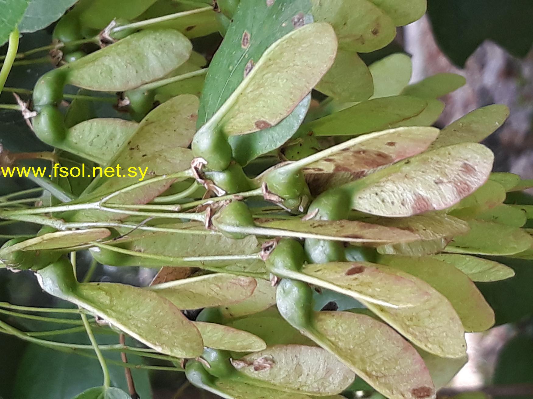 Acer obtusifolium Sm.