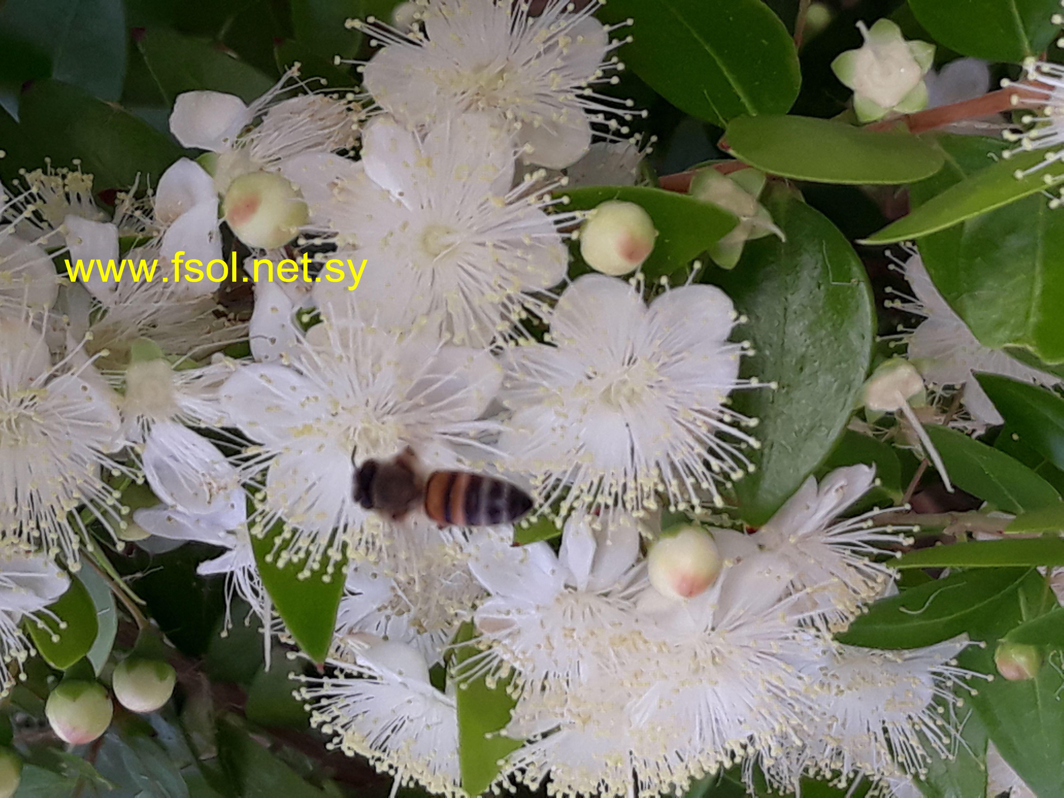 Myrtus communis   L.