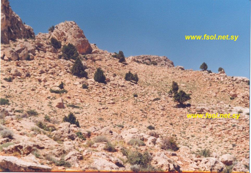 Juniperus excelsa M.B.