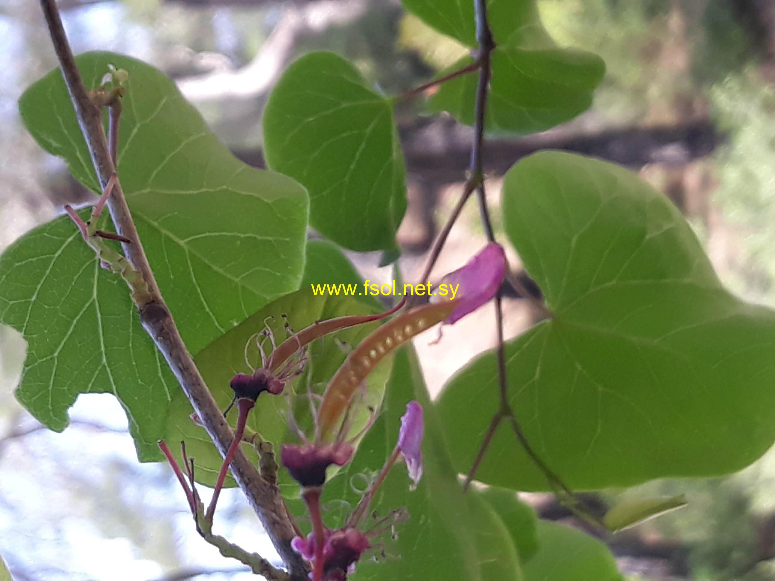 Cercis siliquastrum L.