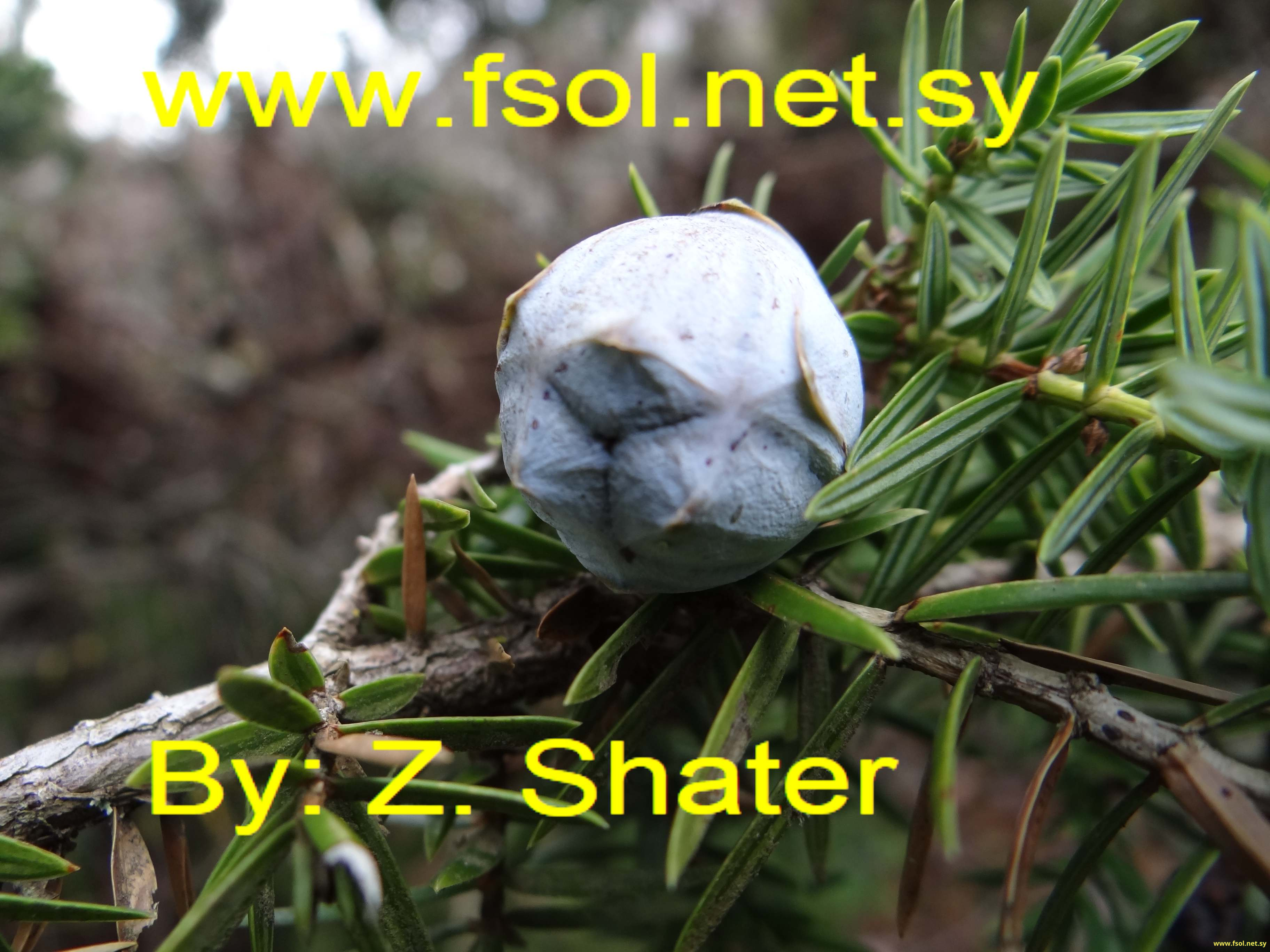 Arceuthos drupacea Labill.