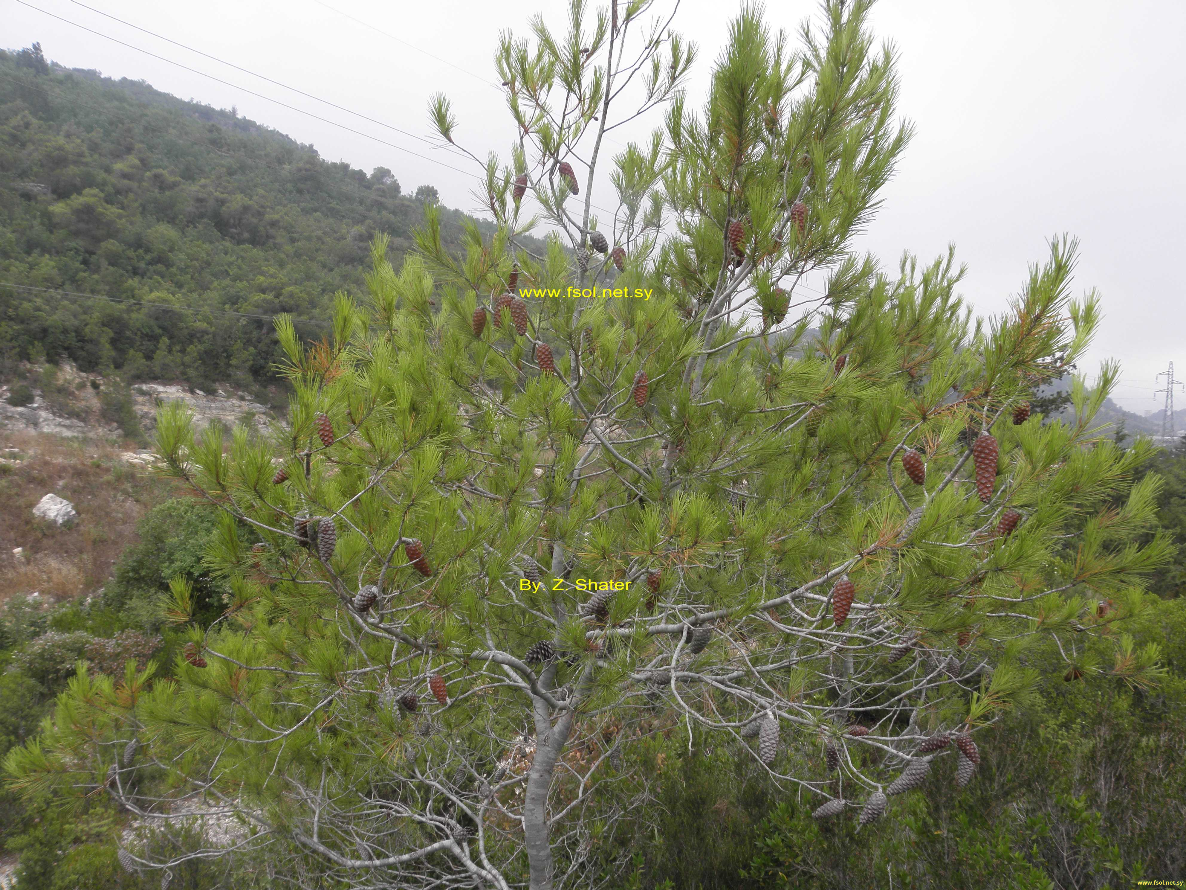 Pinus halepensis Mill.
