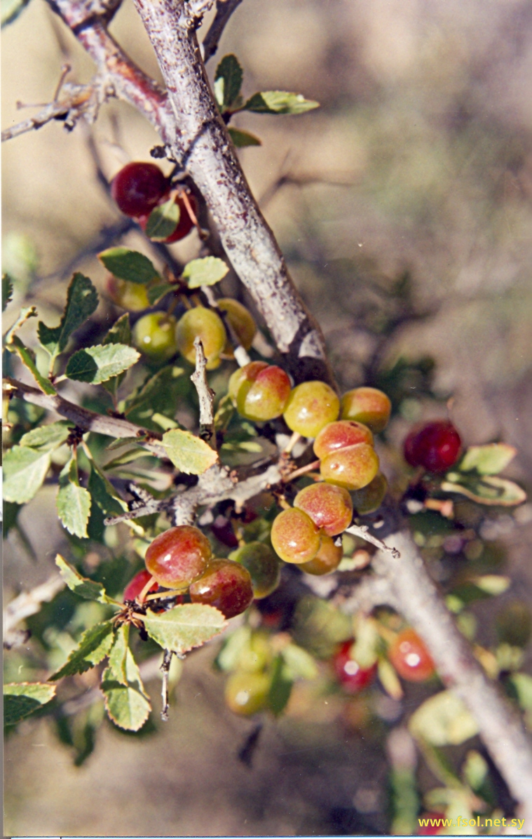 Prunus microcarpa (C.A.Mey.) Koch.