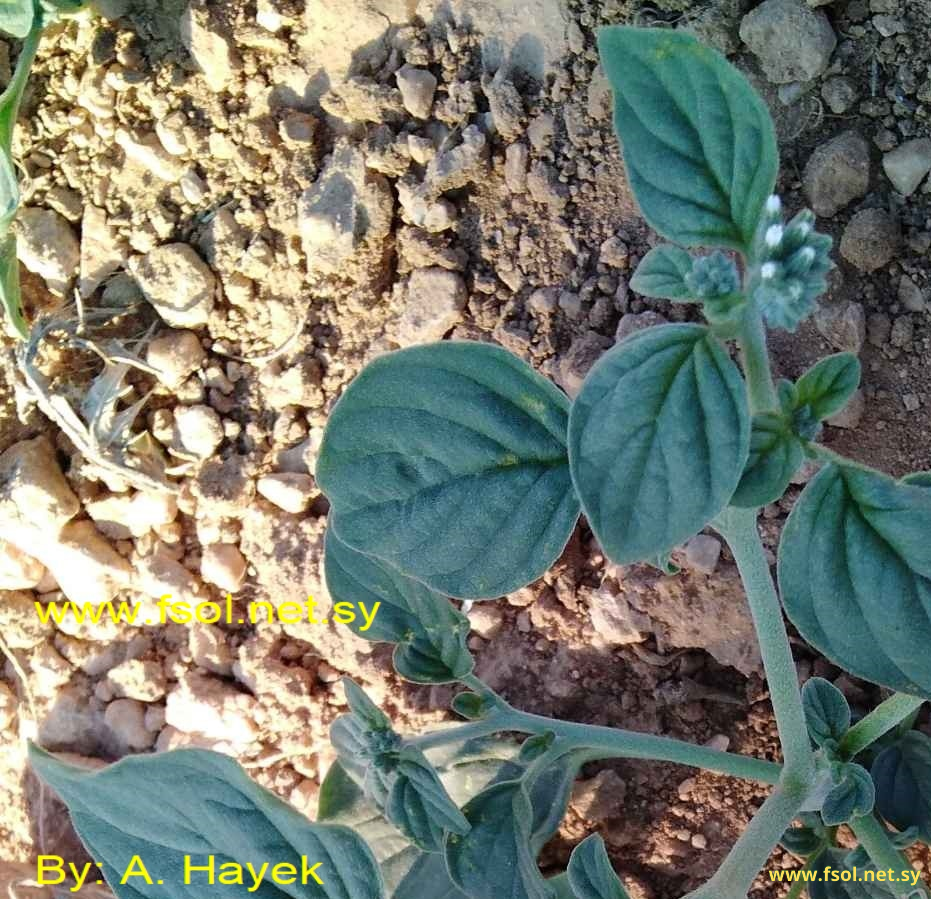 Heliotropium rotundifolium Sieb. ex Lehm.