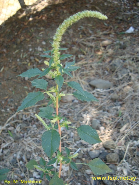 Amaranthus hybridus L.