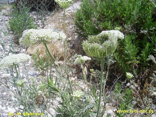 Daucus carota L.