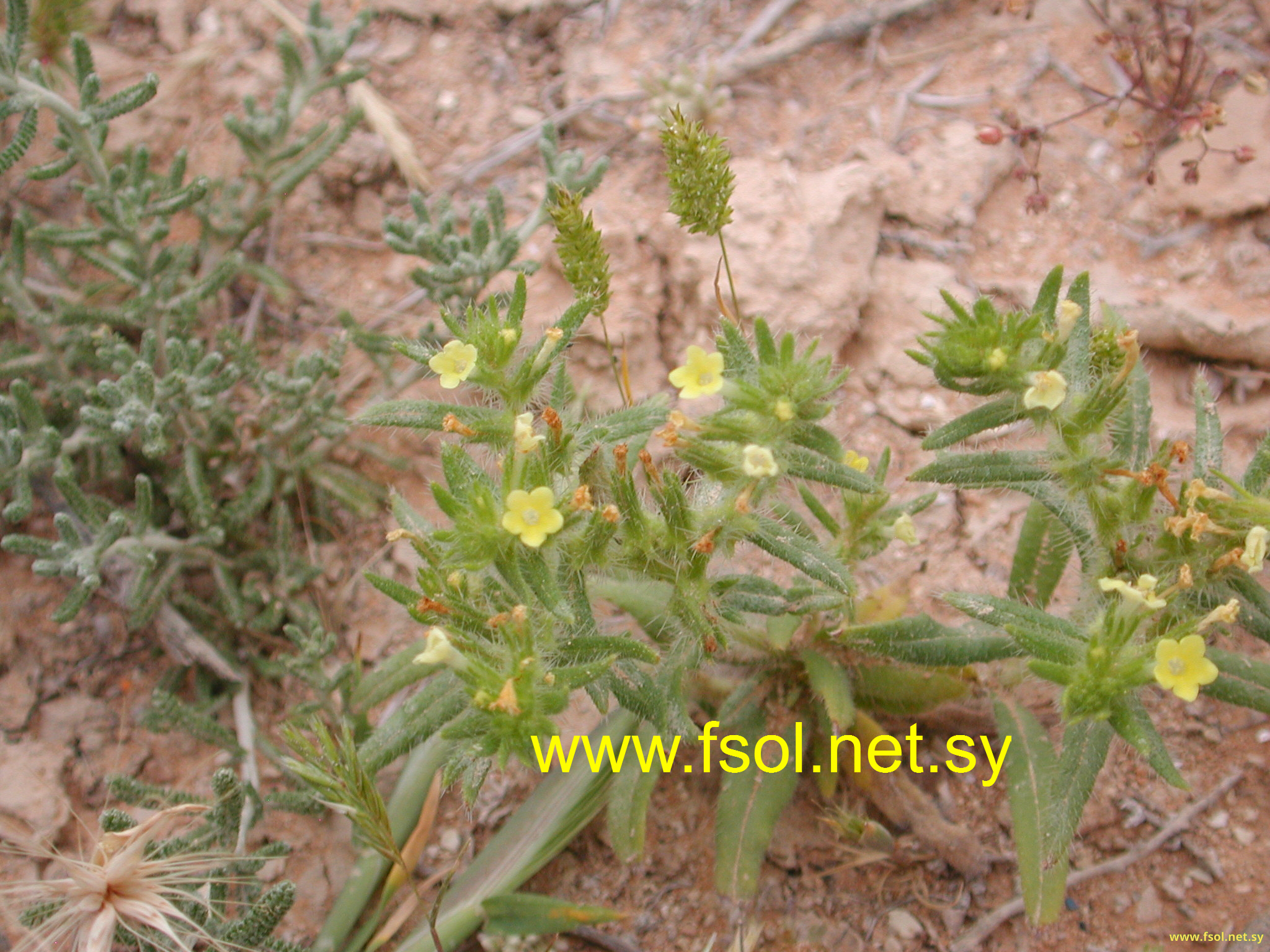 Arnebia decumbens (Vent.) Coss. & Kralik