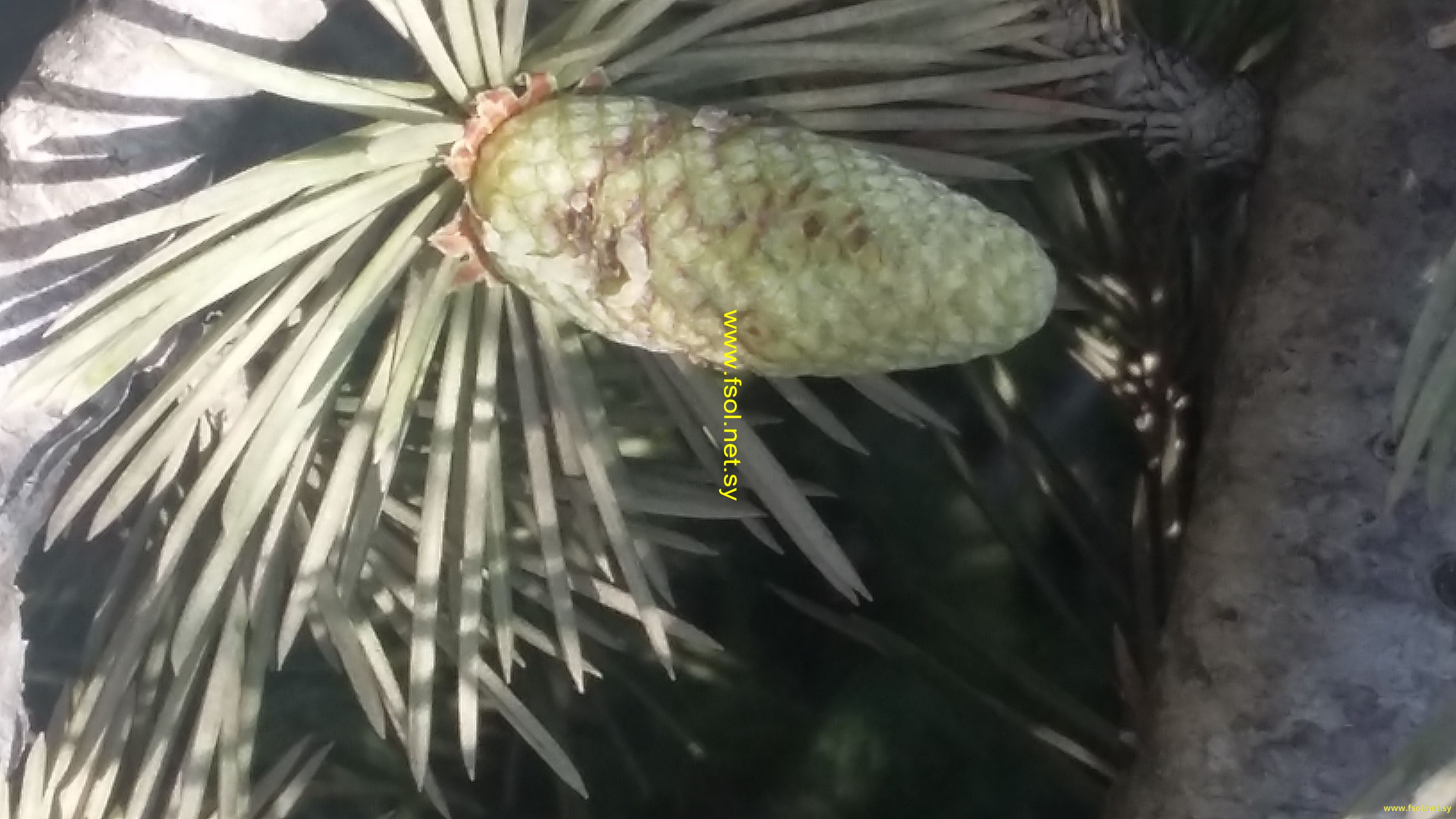 Abies cilicica (Antoine & Kotschy) Carrière