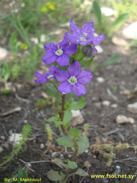 Legousia pentagonia (L.) Thell.