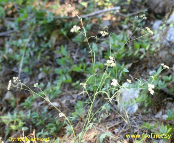 Torilis leptophylla (L.) Reichenb.