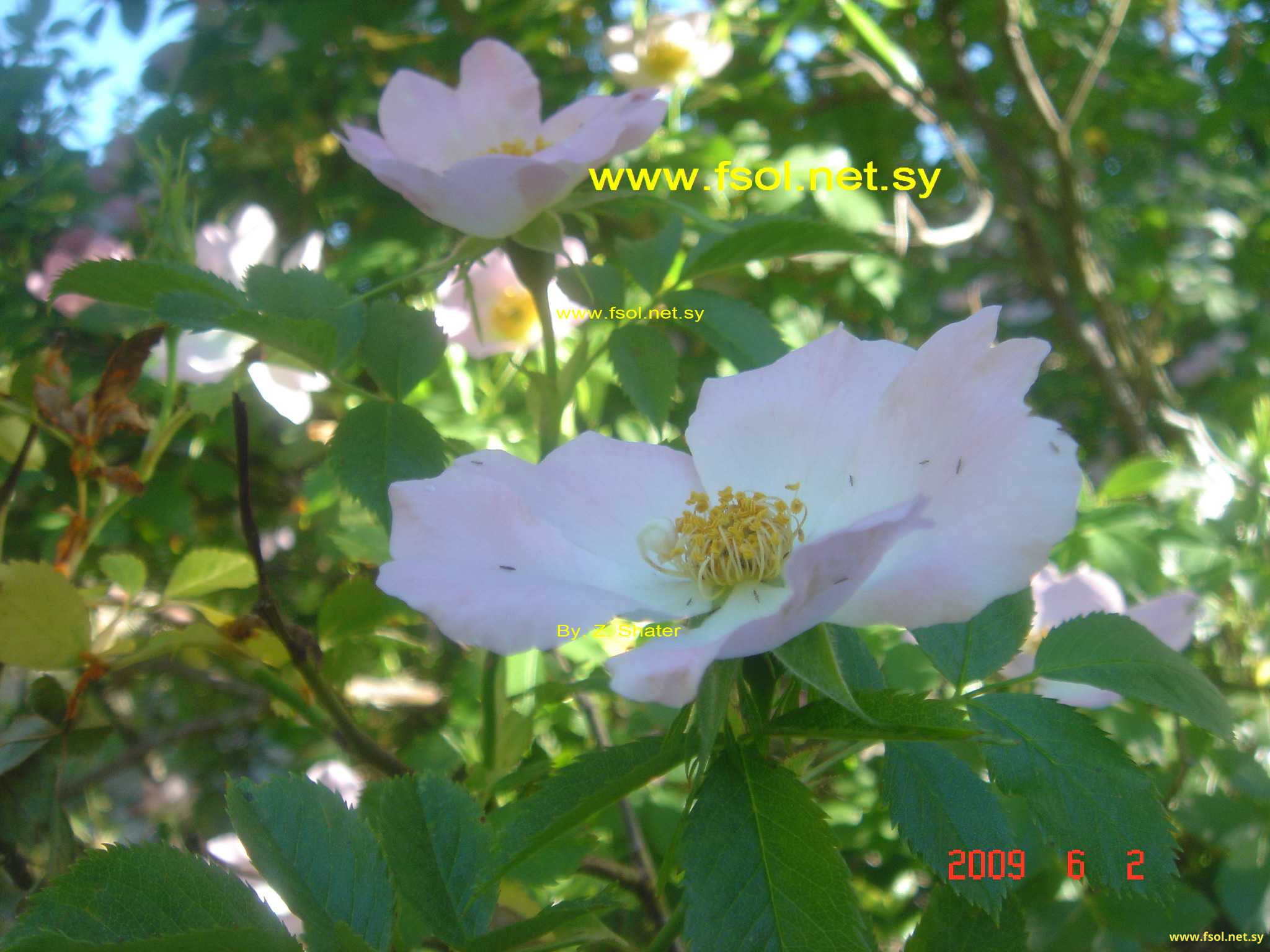 Rosa Phoenicia Boiss.