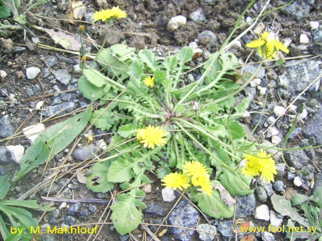 Crepis foetida L.