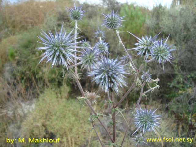 Echinops polyceras Boiss.