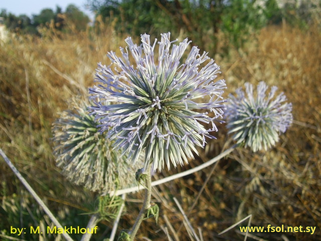 Echinops viscosus D.C.