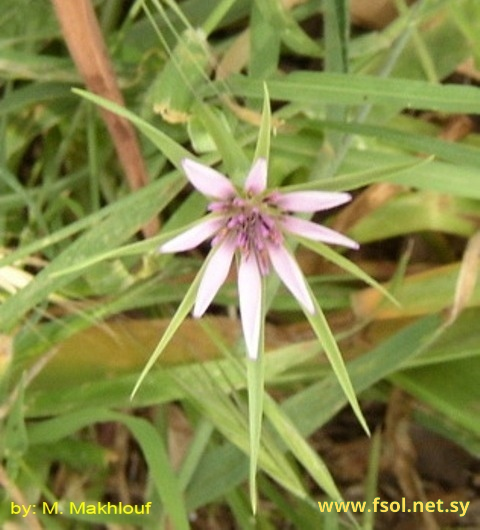 Tragopogon hybridum L.