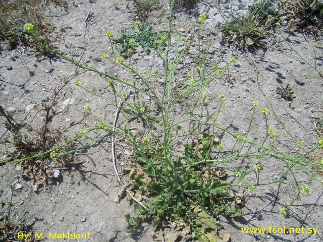 Hirschfeldia incana (L.) Lagreza-Fossat