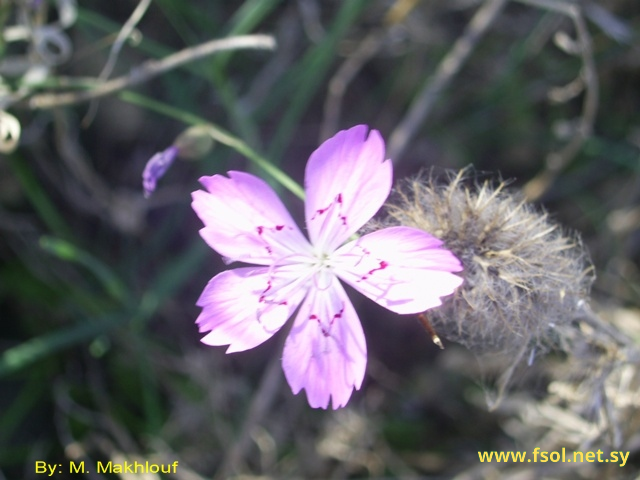 Dianthus strictus Banks. et Sol.