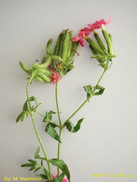 Saponaria bargyliana Gombault.
