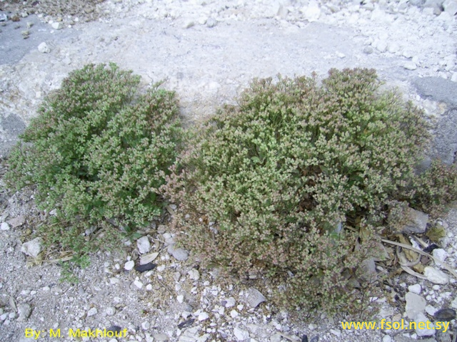 Polycarpon tetraphyllum L.