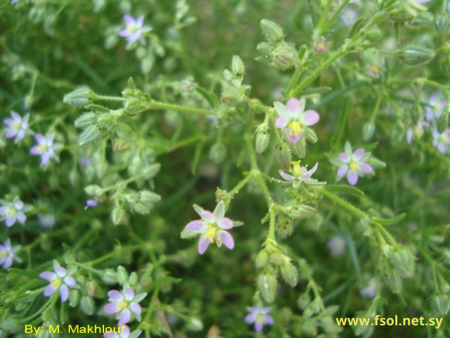 Spergularia bocconii (Sol. ex Scheele.) Fouc. ex Mer.