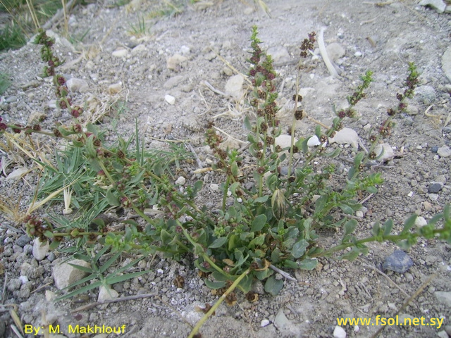 Beta vulgaris L.