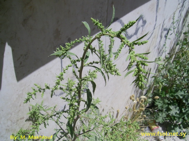 Chenopodium ambrosioides L.