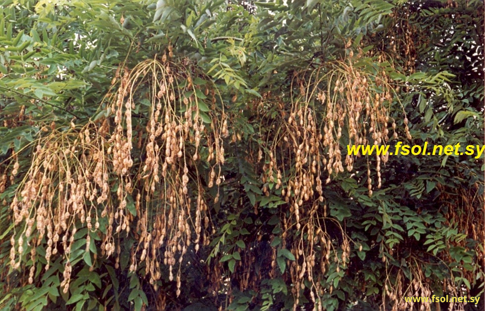 Sophora japanicum L.