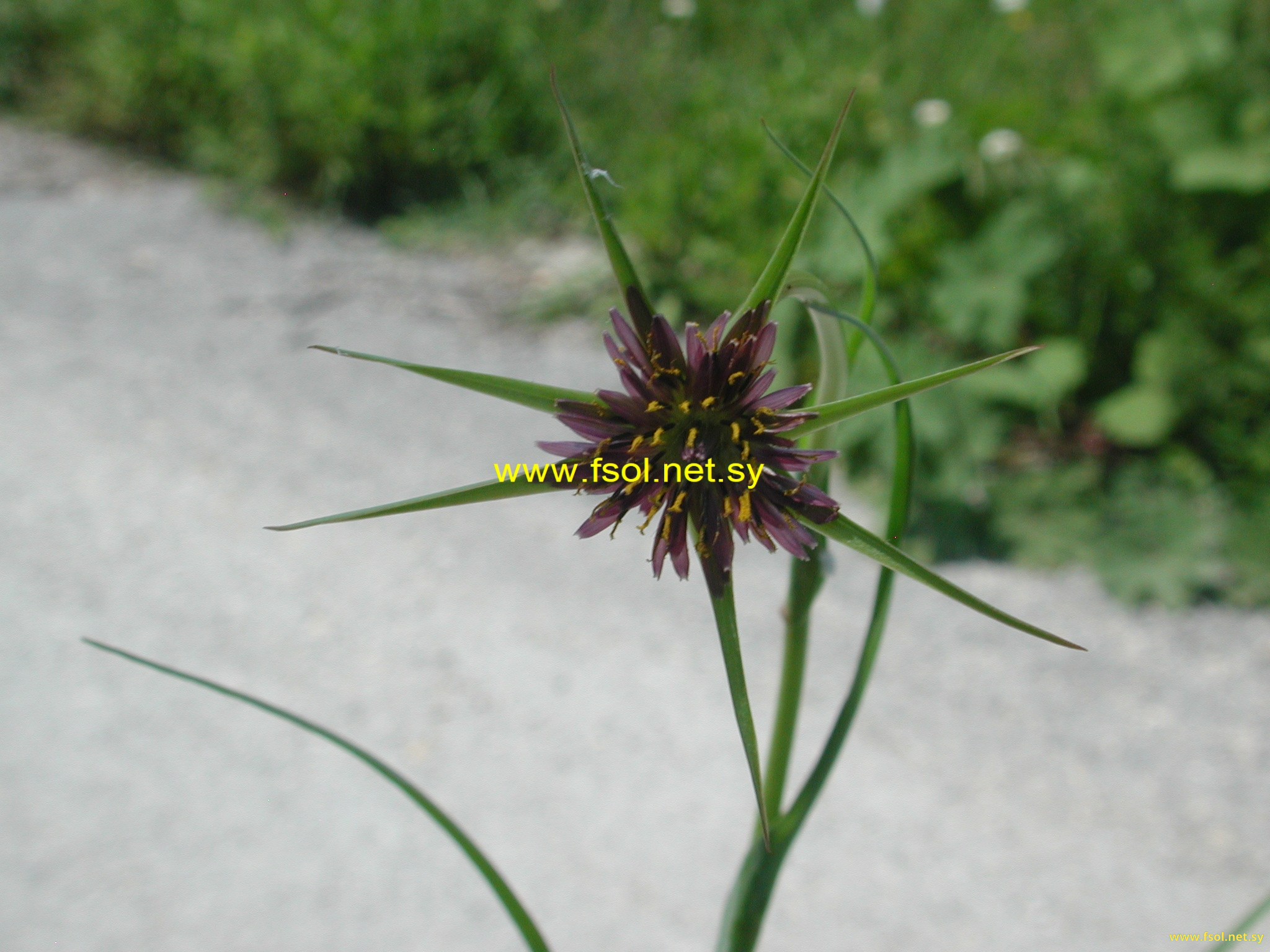 Tragopogon longirostris Bisch.