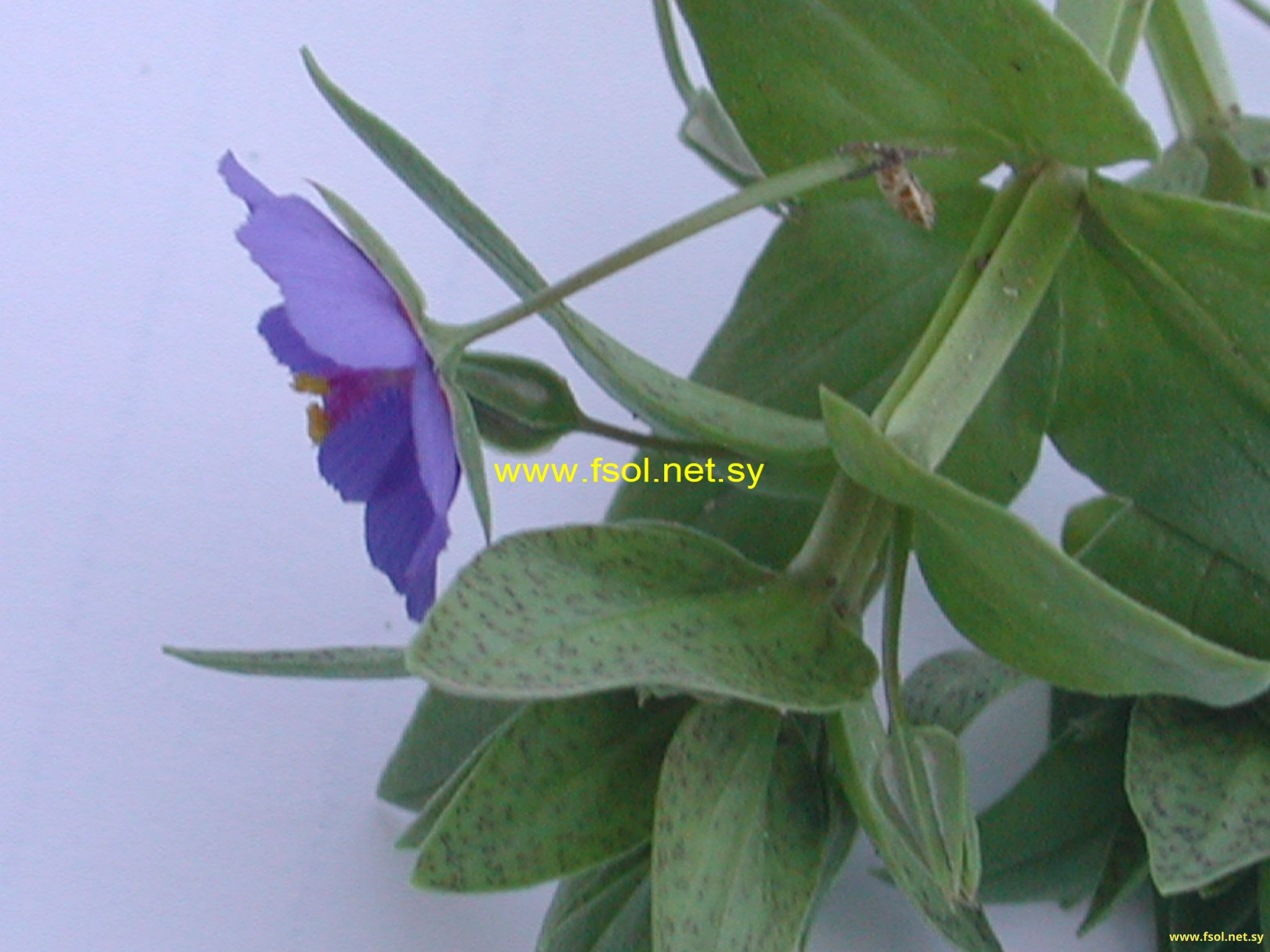 Vinca major L.