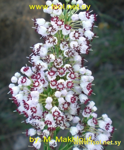 Erica vertcillata PJ. Bergius