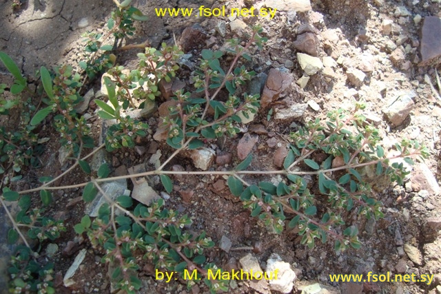 Euphorbia chamaesyce L.